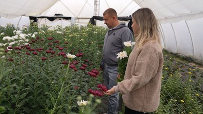Родина з Черкащини вирощує хризантеми