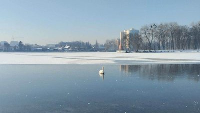 Лебедя побачили місцеві жителі на річці Південний Буг Лебедя побачили місцеві жителі на річці Південний Буг