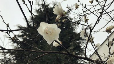 Сніг на Закарпатті. Як погода впливає на рослини, які почали квітнути