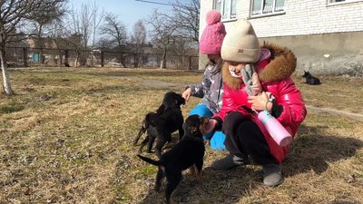"Вся школа їх рятувала": у ліцеї на Волині діти шукають дім для 10 цуценят