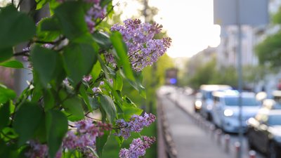 У Києві починає квітнути бузок. Де можна побачити