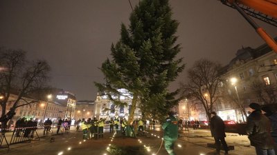 У Львові розпочали встановлювати головну ялинку міста У Львові розпочали встановлювати головну ялинку міста