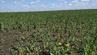 Посівна на Волині: як заморозки та підтоплення вплинули на врожай та його ціну