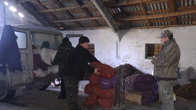 Від збору насіння до відновлення лісів: як і для чого заготовляють шишки на Миколаївщині Від збору насіння до відновлення лісів: як і для чого заготовляють шишки на Миколаївщині