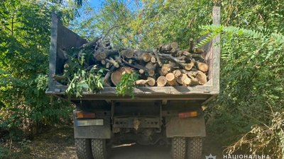 На Одещині викрили чоловіків, які знищили 19 дерев на острові в гирлі Дунаю