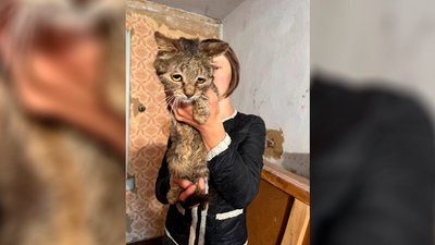 Налякані та у важкому стані: до Сновська привезли 10 котів з Херсона Налякані та у важкому стані: до Сновська привезли 10 котів з Херсона