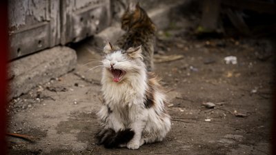 Кіт на вулиці Одеси