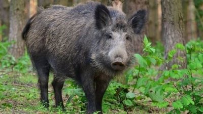 На Волині зафіксували випадок Африканської чуми свиней