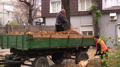 У Житомирі "Зеленбуд" щорічно переробляє від 30 до 50 тонн опалого листя У Житомирі "Зеленбуд" щорічно переробляє від 30 до 50 тонн опалого листя