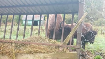Прикарпатські екологи стверджують, що "бізони-нелегали" неголодні Прикарпатські екологи стверджують, що "бізони-нелегали" неголодні