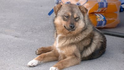 У Вінниці безкоштовно вакцинують домашніх котів та собак від сказу У Вінниці безкоштовно вакцинують домашніх котів та собак від сказу