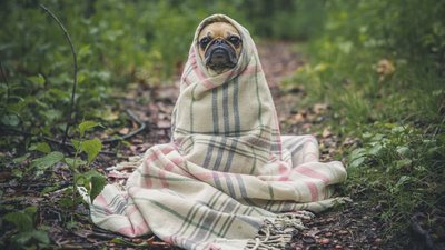 Чи можна застудитись на протязі? Відповідаємо на найпоширеніші запитання про ГРВІ Чи можна застудитись на протязі? Відповідаємо на найпоширеніші запитання про ГРВІ