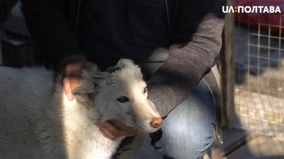 Лайка Яха вижила Лайка Яха вижила