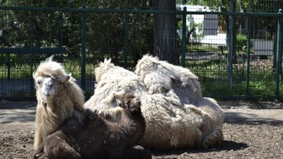 Поповнення в Миколаївському зоопарку: народилися дитинчата верблюда, лами та поні Поповнення в Миколаївському зоопарку: народилися дитинчата верблюда, лами та поні