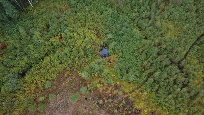 Пішов по ягоди й не вернувся: на Рівненщині у лісі шукають чоловіка Пішов по ягоди й не вернувся: на Рівненщині у лісі шукають чоловіка