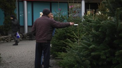 Які ялинки й за скільки купують у Хмельницькому Які ялинки й за скільки купують у Хмельницькому