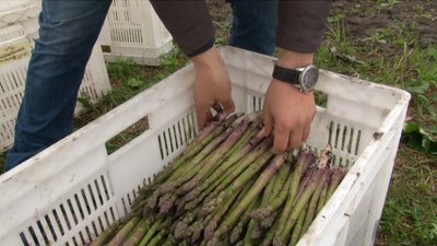 Зібрана спаржа на Черкащині Зібрана спаржа на Черкащині