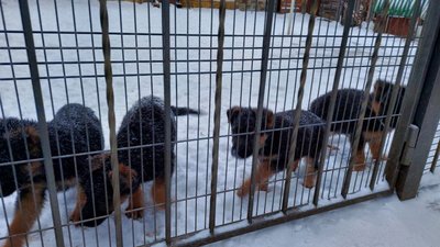 собакен собакен