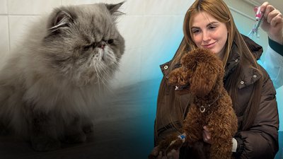 Випадок сказу на Миколаївщині