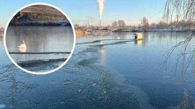 Що робити, якщо лебідь примерз до криги: поради орнітолога з Рівненщини