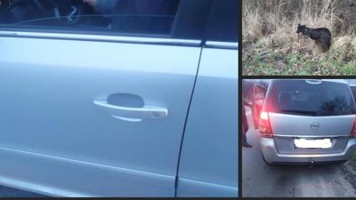 На Львівщині чоловік кермував авто із прив'язаним до фаркопа собакою
