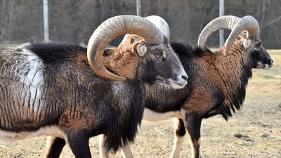 Знайомимося з жителями Галицького парку онлайн Знайомимося з жителями Галицького парку онлайн