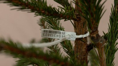 У Чернігові почали продавати ялинки та сосни У Чернігові почали продавати ялинки та сосни