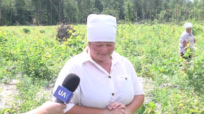 На Житомирщині почали роботи з догляду за посадженими лісовими культурами – обсапують саджанці На Житомирщині почали роботи з догляду за посадженими лісовими культурами – обсапують саджанці
