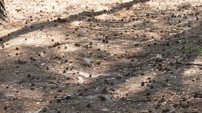 У лісах Кіровоградщини побільшало безплатних місць відпочинку. Хто і як їх створює У лісах Кіровоградщини побільшало безплатних місць відпочинку. Хто і як їх створює