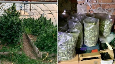 Майже 300 кг конопель вилучили правоохоронці в закарпатця Майже 300 кг конопель вилучили правоохоронці в закарпатця
