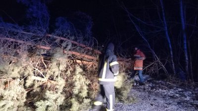 На Житомирщині вітер повалив на дороги 62 дерева – їх прибирали рятувальники На Житомирщині вітер повалив на дороги 62 дерева – їх прибирали рятувальники
