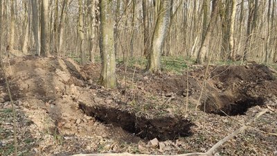 У лісі на Тернопільщині археологи знайшли пшеницю, якій близько пʼяти тисяч років У лісі на Тернопільщині археологи знайшли пшеницю, якій близько пʼяти тисяч років