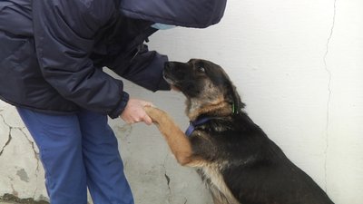 Притулок для тварин в Одесі