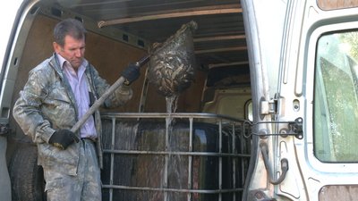 Біля Рівного у Горинь запустили понад 100 тисяч рибин Біля Рівного у Горинь запустили понад 100 тисяч рибин