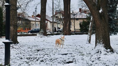 Погода, Івано-Франківщина, довкілля