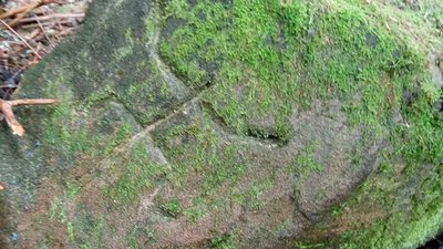Дві брили з петрогліфами віднайшли на Прикарпатті Дві брили з петрогліфами віднайшли на Прикарпатті