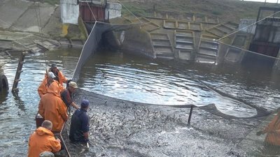 У водойми Херсонщини заселили рибу і охороняють її У водойми Херсонщини заселили рибу і охороняють її