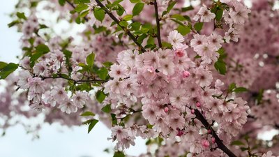 Квітуча сакура у Хмельницькому