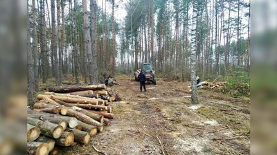 Вирубані дерева на території Корюківської громади Вирубані дерева на території Корюківської громади