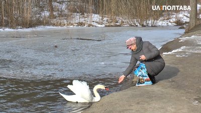 Полтавка Ірина Килім підгодовує птахів Полтавка Ірина Килім підгодовує птахів