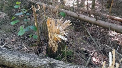 Уламки ракети та пошкоджені дерева виявили у лісовому масиві Романівської громади на Житомирщині Уламки ракети та пошкоджені дерева виявили у лісовому масиві Романівської громади на Житомирщині
