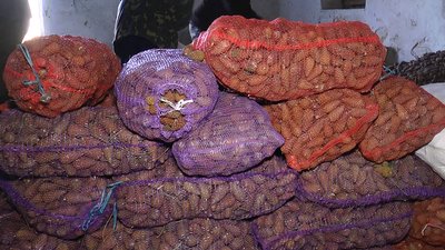 Від збору насіння до відновлення лісів: як і для чого заготовляють шишки на Миколаївщині Від збору насіння до відновлення лісів: як і для чого заготовляють шишки на Миколаївщині
