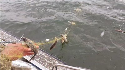 1720 метрів браконьєрських сіток витягнули із води херсонські поліцейські 1720 метрів браконьєрських сіток витягнули із води херсонські поліцейські