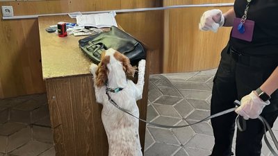 Службова собака Белла обстежує сумку