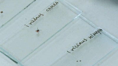 Хвороба Лайма спричиняється бактеріями, які передаються при присмоктуванні іксодових кліщів Хвороба Лайма спричиняється бактеріями, які передаються при присмоктуванні іксодових кліщів