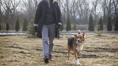 Викинули собаку, бо набридла. Історії безпритульних чернівецьких тварин, які чекають на господаря Викинули собаку, бо набридла. Історії безпритульних чернівецьких тварин, які чекають на господаря