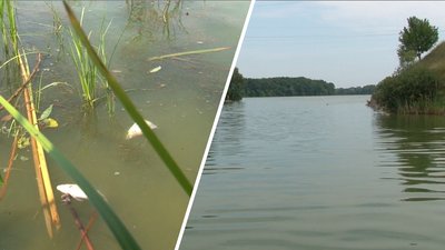 Чому у річці на Черкащині загинула риба. Пояснення фахівців