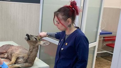 На Вінниччині ветеран намагався врятувати оленя після ДТП На Вінниччині ветеран намагався врятувати оленя після ДТП