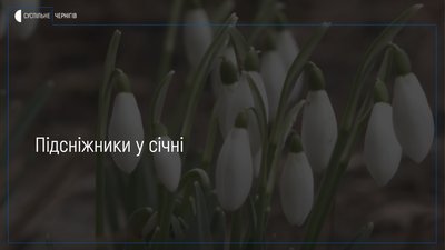 У чернігівському дитсадку у січні розквітли підсніжники