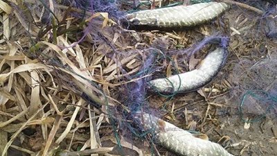Франківські інспектори рибпатруля врятували рибу з браконьєрської сітки